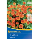 Pompon-Dahlie Bantling