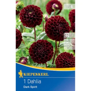 Pompon-Dahlie Dark Spirit