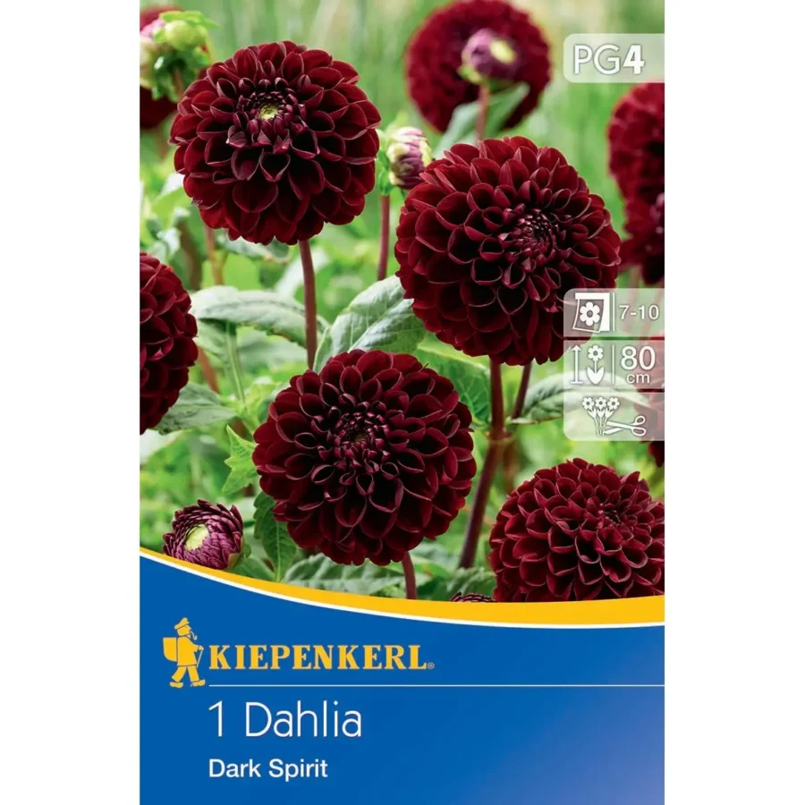 Kiepenkerl Pompon Dahlie Dark Spirit, tief purpurne Blüte, perfekt für hochwertige Gartenarrangements, robust und pflegeleicht.