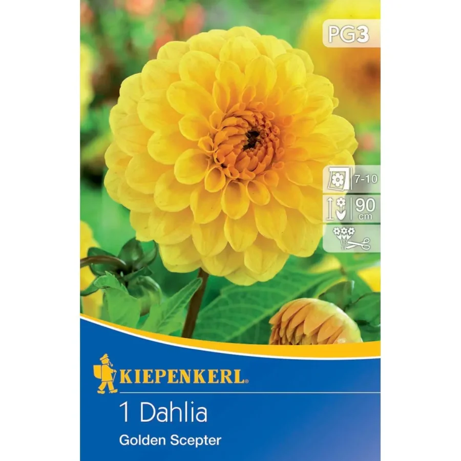 Kiepenkerl Pompon-Dahlie Golden Scepter, leuchtend gelbe Blüten, ideal für Gartenbeete oder Kübel, blühend von Sommer bis Herbst.
