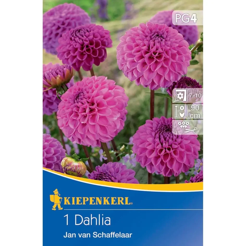 Kiepenkerl Pompon-Dahlie Jan van Schaffelaar, leuchtend orange, ideal für farbenfrohe Gartenarrangements und Beete, robuste Blüten, langlebig und pflegeleicht.