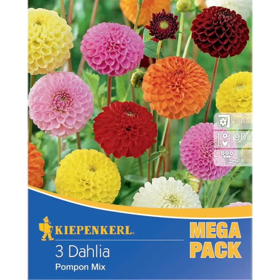 Kiepenkerl Pompon-Dahlie-Mischung, farbenfrohe Blüten für einen strahlenden Garten, ideal für Beete und/oder Kübel.