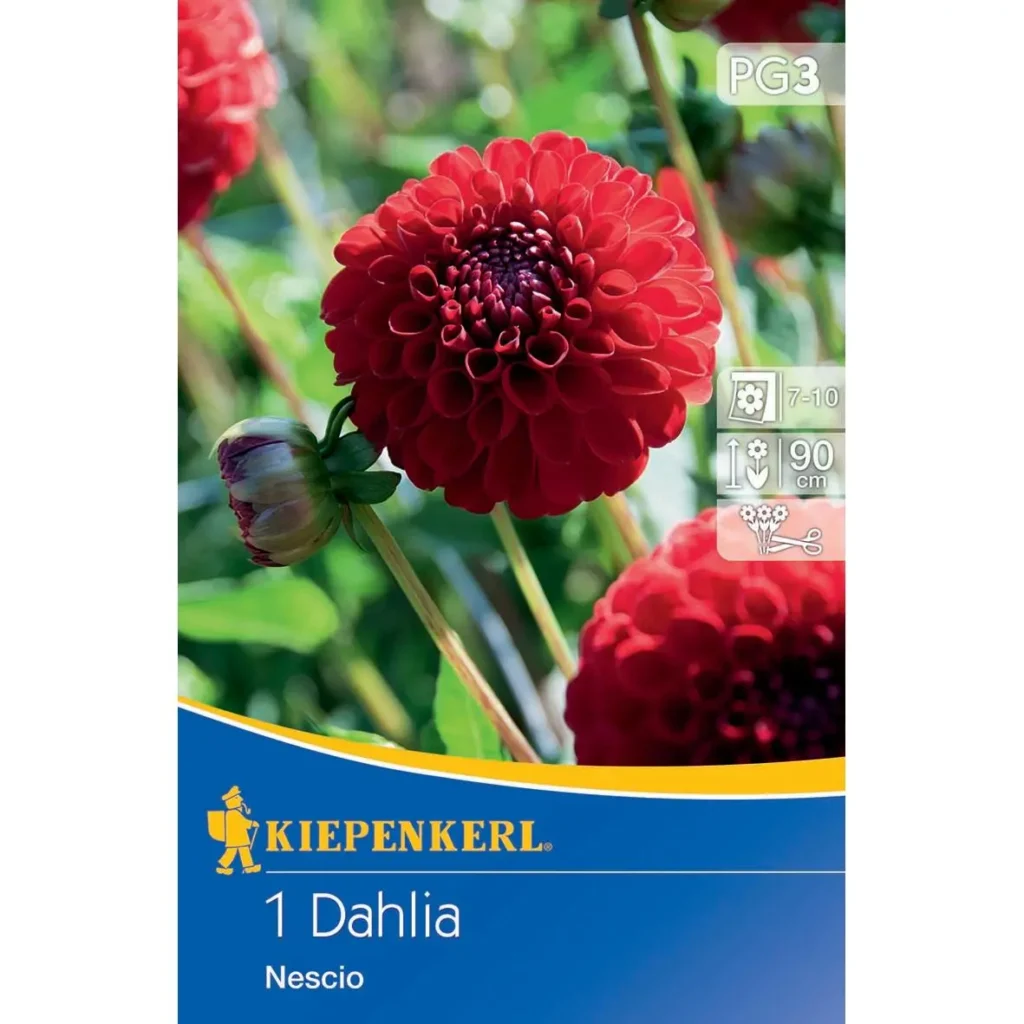 Kiepenkerl Pompon-Dahlie Nescio, leuchtend pink, ideal für bunte Gartenarrangements, Höhe ca. 60 cm, perfekt für Blumenbeete und Kübel.