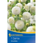 Pompon-Dahlie Snowflake