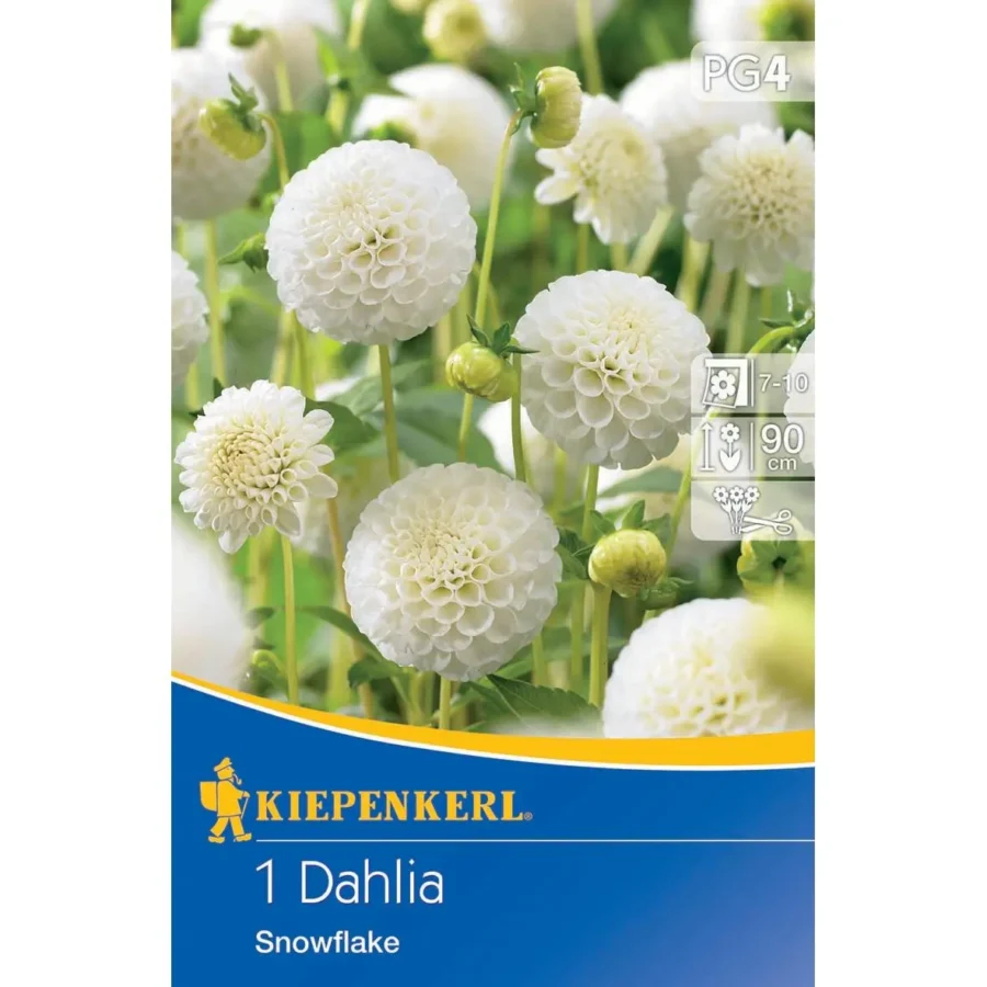 Kiepenkerl Pompon-Dahlie &apos;Snowflake&apos;, weißblühend, ideal für farbenfrohe Gärten, robust und pflegeleicht.