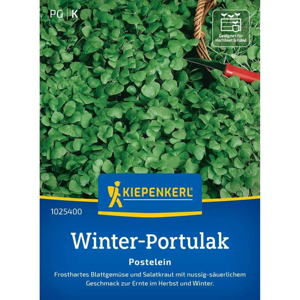 Kiepenkerl Portulak Winterportulak, nährstoffreich und ideal für Wintergärten, bietet frische Blätter in der kalten Jahreszeit.