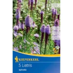 Prachtscharte Liatris Blau