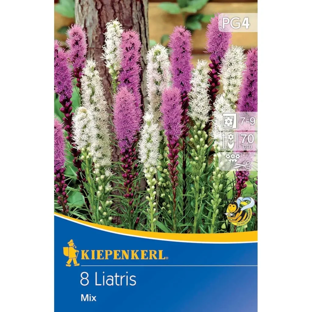 Kiepenkerl Prachtscharte Liatris in Blau und Weiß, robuste Staude, ideal für bunte Gartenarrangements, blühend von Juli bis September.