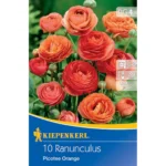 Ranunkeln Picotee Orange