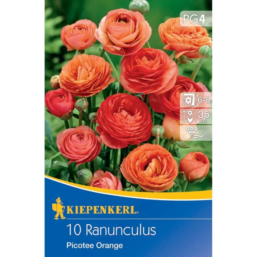 Kiepenkerl-Ranunkeln Picotee Orange, leuchtende Blüten, ideal für bunten Garten und Balkon, blühfreudig und pflegeleicht.
