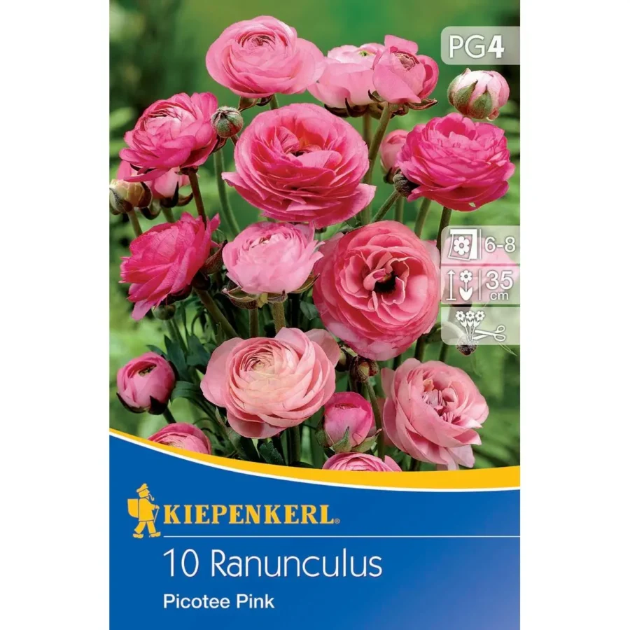 Kiepenkerl Ranunkeln Picotee Pink, farbenfrohe Blüten für Garten & Balkon, pflegeleicht, perfektes Highlight für jede Blumenrabatte.