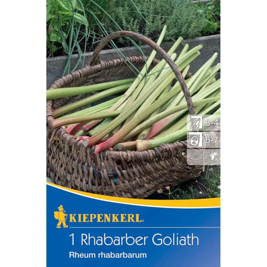 Kiepenkerl Rhabarber Goliath, kräftige Pflanzen für üppige Ernten, ideal für Garten und Terrasse, winterhart.
