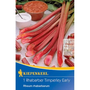 Rhabarber Timperley Early Rheum rhabarbarum