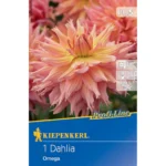 Riesenblütige Dahlie Omega