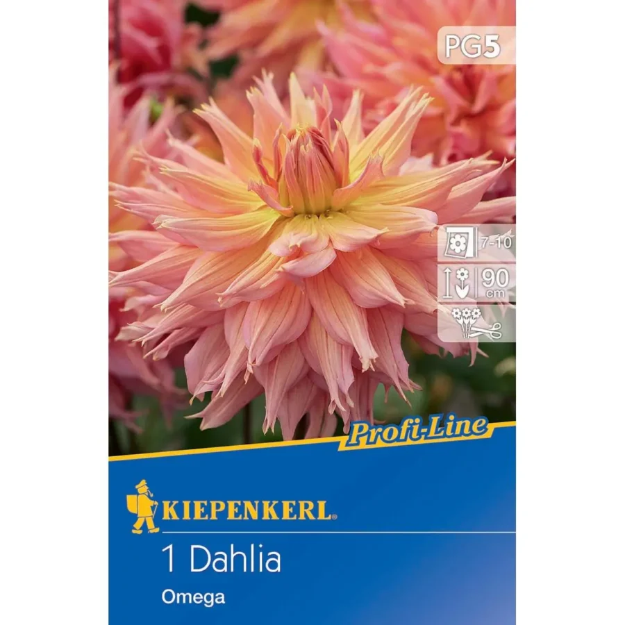 Kiepenkerl Riesenblütige Dahlie Omega 1, leuchtende lila Blüten, ideal für bunte Gartenarrangements, robust und pflegeleicht.