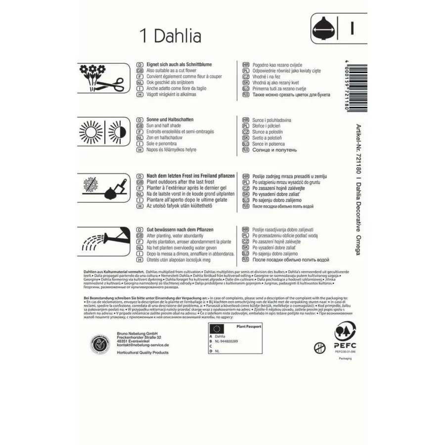 Kiepenkerl Riesenblütige Dahlie Omega, leuchtend farbenprächtige Blüten, ideal für üppige Gärten und Balkone, 1 Stück.