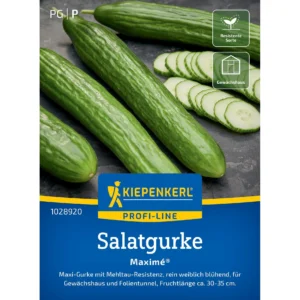 Salatgurkensamen Maximé®