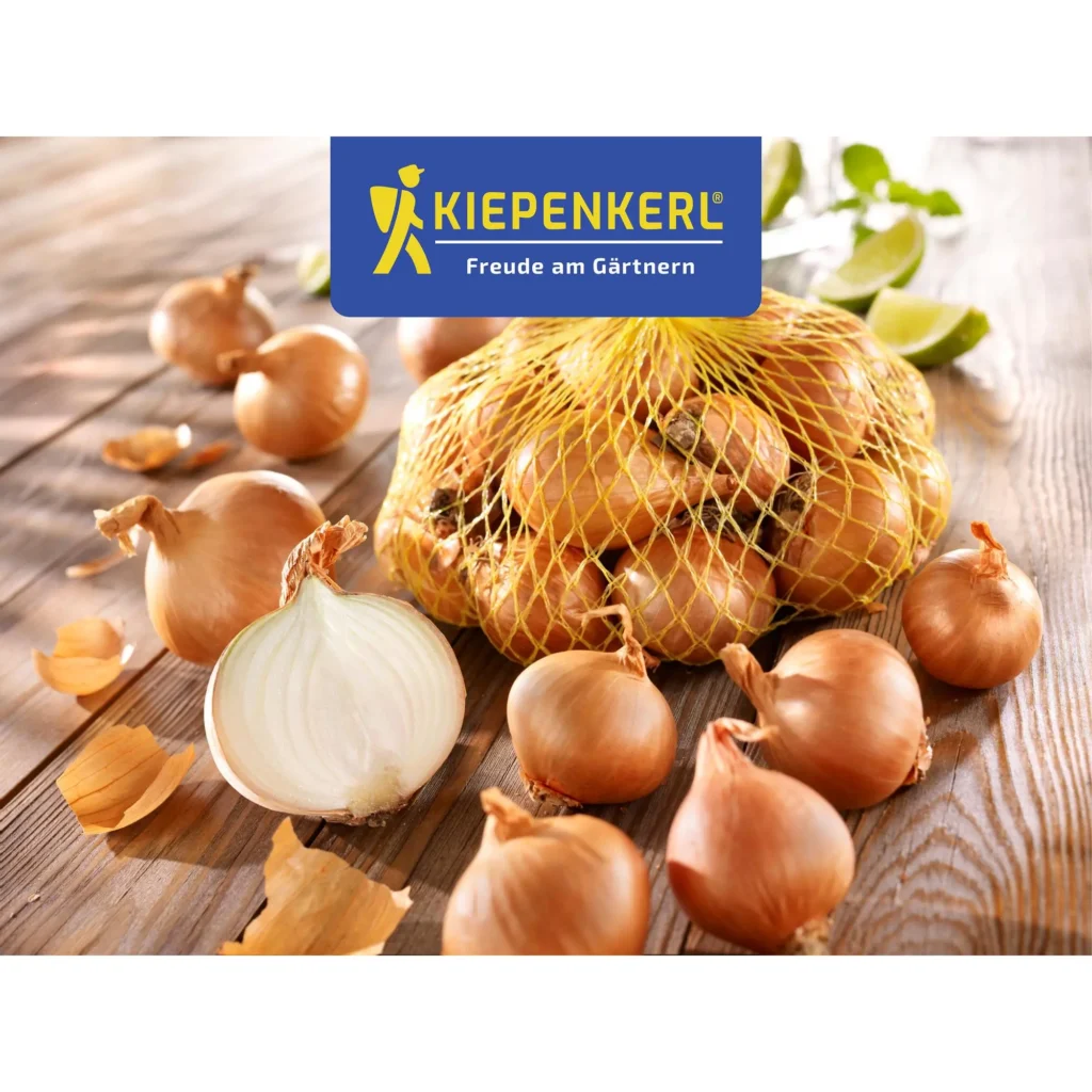 Kiepenkerl Schalotten Golden Gourmet, 500 g, aromatische Zwiebeln für gesunde, köstliche Gerichte, ideal für Garten und Balkon.