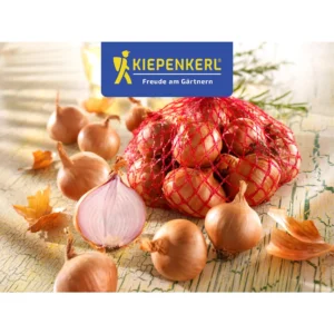 Schalotten Red Sun Gr. 7/14 500G