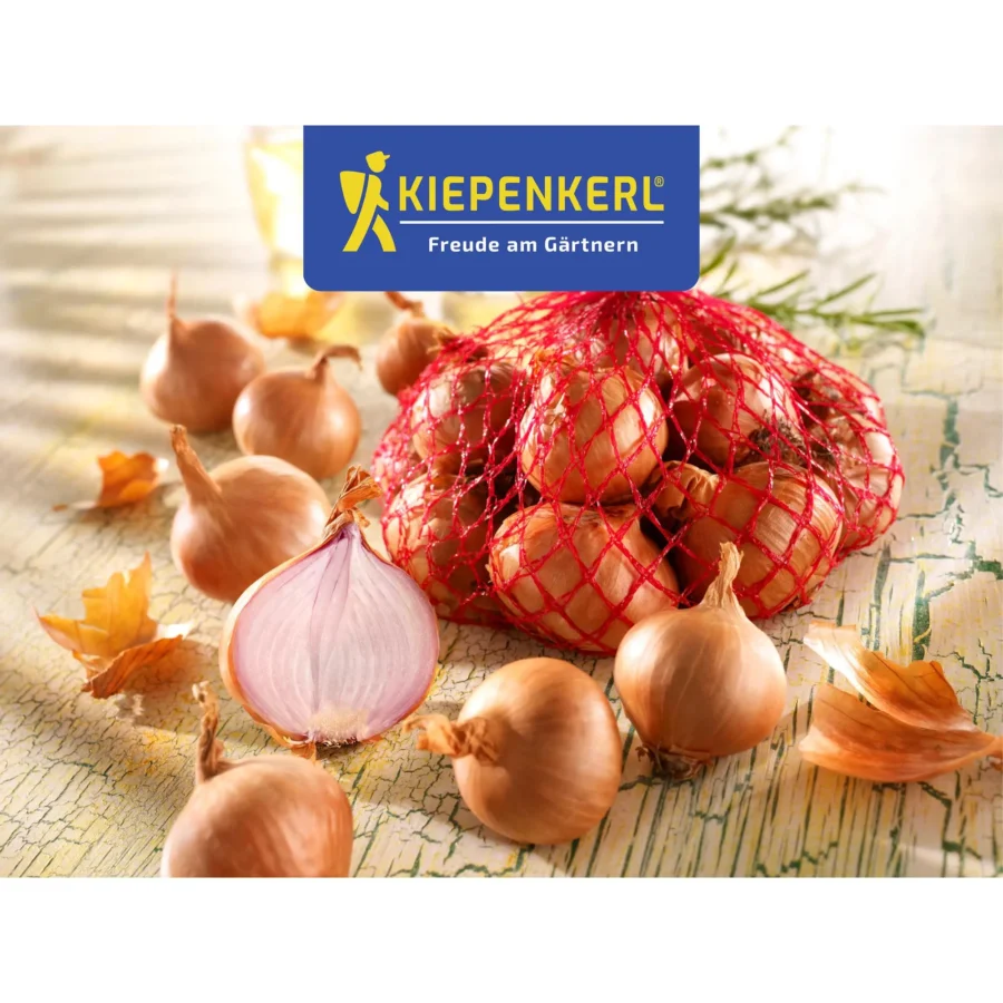 Kiepenkerl Schalotten Red Sun, 500g, aromatisch und schnell wachsend, ideal für den eigenen Garten oder Balkon.