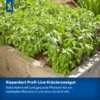 Schnittlauch Staro 11, aromatisch und vielseitig, ideal für Balkon- und Gartenanbau, 100% biologisch angebaut, kräftige grüne Pflanzen.