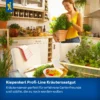 Kiepenkerl Schnittlauch Staro - aromatischer Küchenkräuter, gut geeignet für Balkon und Garten, 5 Pflanzen pro Packung.