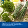 Kiepenkerl Schnittlauch Staro 7, aromatisch und robust, ideal für den eigenen Garten oder Balkon, frisch und gesund genießen.