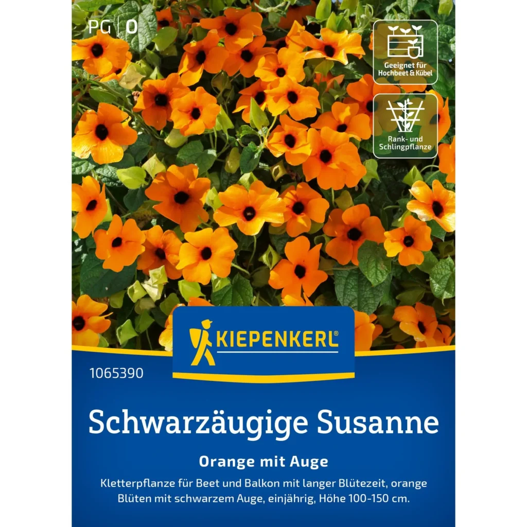 Kiepenkerl Schwarzaeugige Susanne Orange, attraktive Kletterpflanze, leuchtende orangefarbene Blüten, ideal für sonnige Standorte und Balkonbepflanzung.