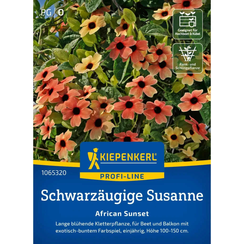Schwarzaeugige Susanne Samen, gefüllte orangefarbene Blüten, ideal für sonnige Gärten, fördert Bienen und Schmetterlinge.