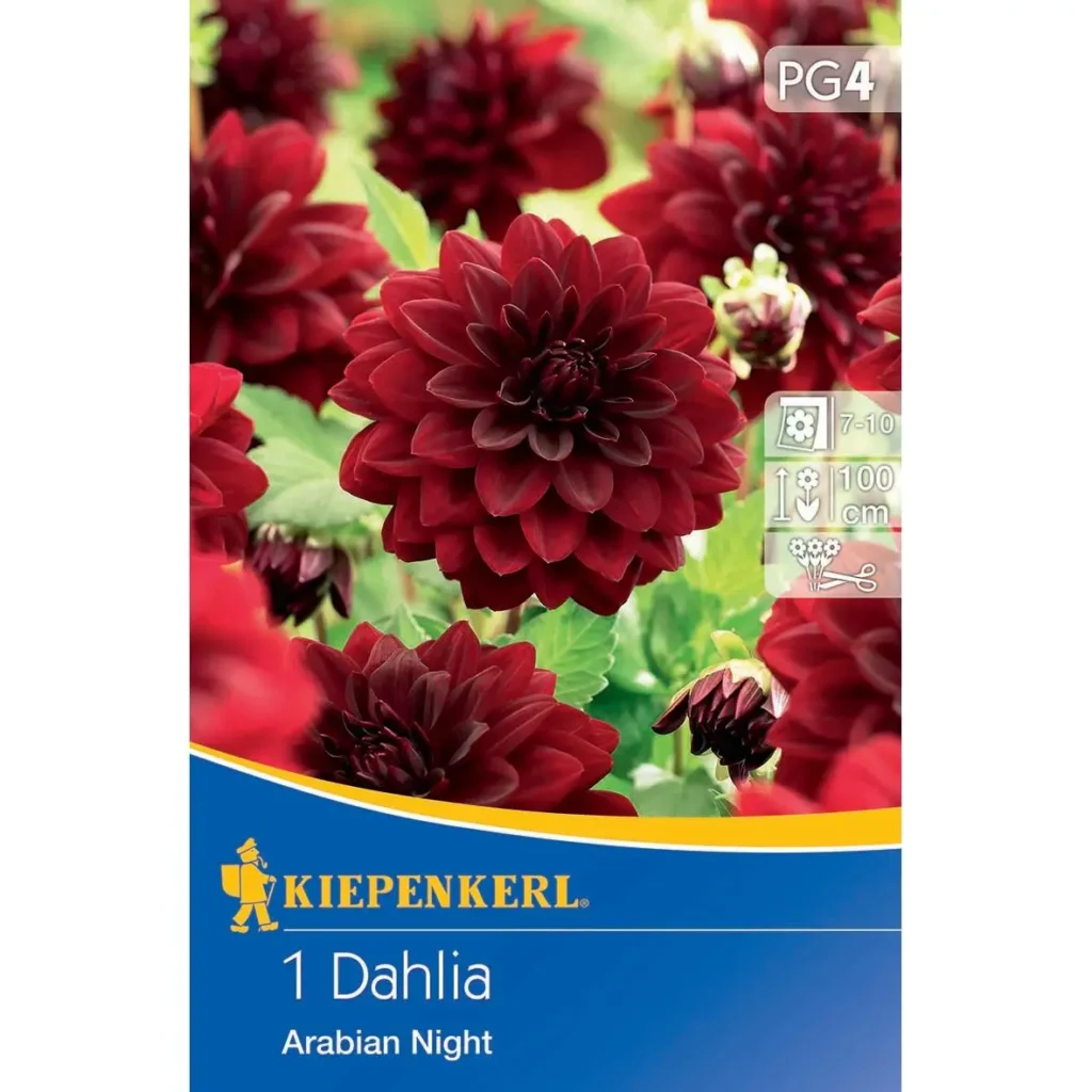 Kiepenkerl Seerosen-Dahlie 'Arabian Night', leuchtend violett, ideal für farbenfrohe Gärten und Teichanlagen.