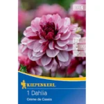 Seerosen-Dahlie Creme de Cassis