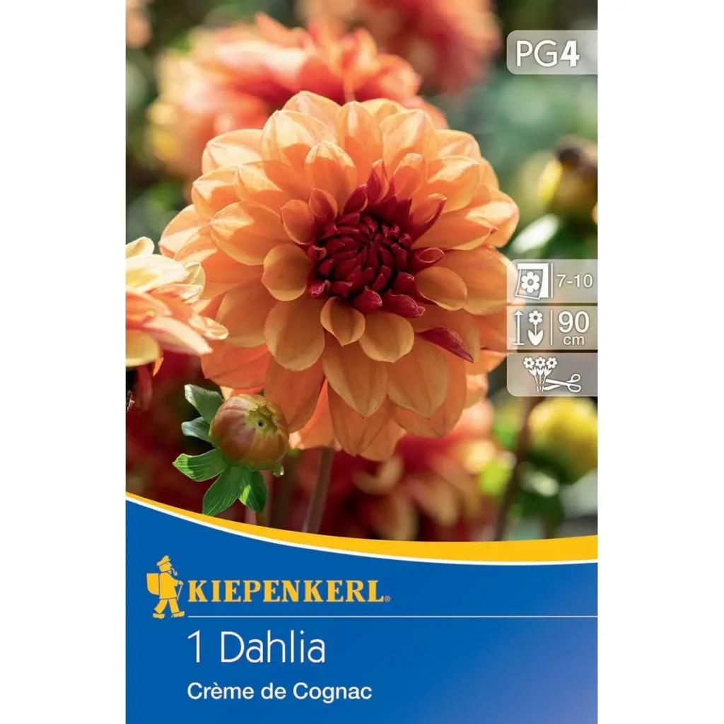 Kiepenkerl Seerosen-Dahlie Creme de Cognac, butterfarbene Blüten, ideal für liebevoll gestaltete Gärten, blühend von Juli bis Oktober.