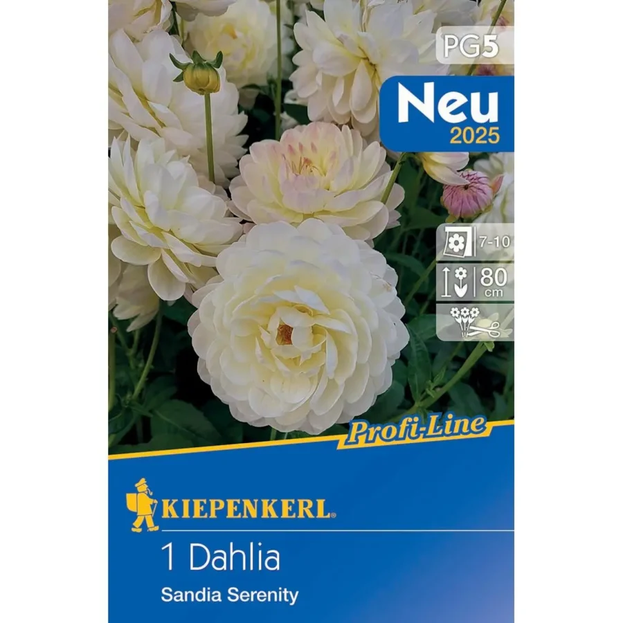 Kiepenkerl Seerosen-Dahlie Sandia Serenity, leuchtend rote Blüten, ideal für Gartenbeete und Pflanzgefäße, blühfreudig und robust.
