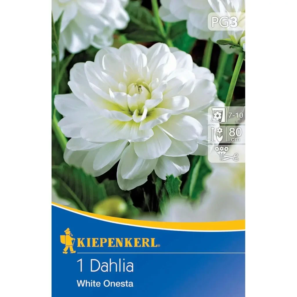 Kiepenkerl Seerosen-Dahlie White Onesta, üppige, blütenreiche Pflanze in strahlendem Weiß, ideal für Teich- und Gartenarrangements.