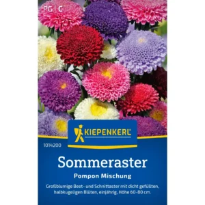 Sommerastersamen Pompon Mischung