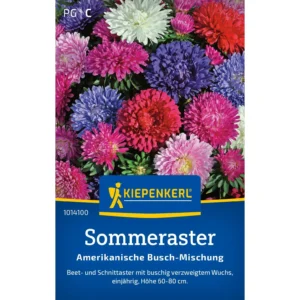 Sommerastersamen Amerikanische Busch-Mischung