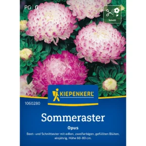 Sommerastersamen Opus