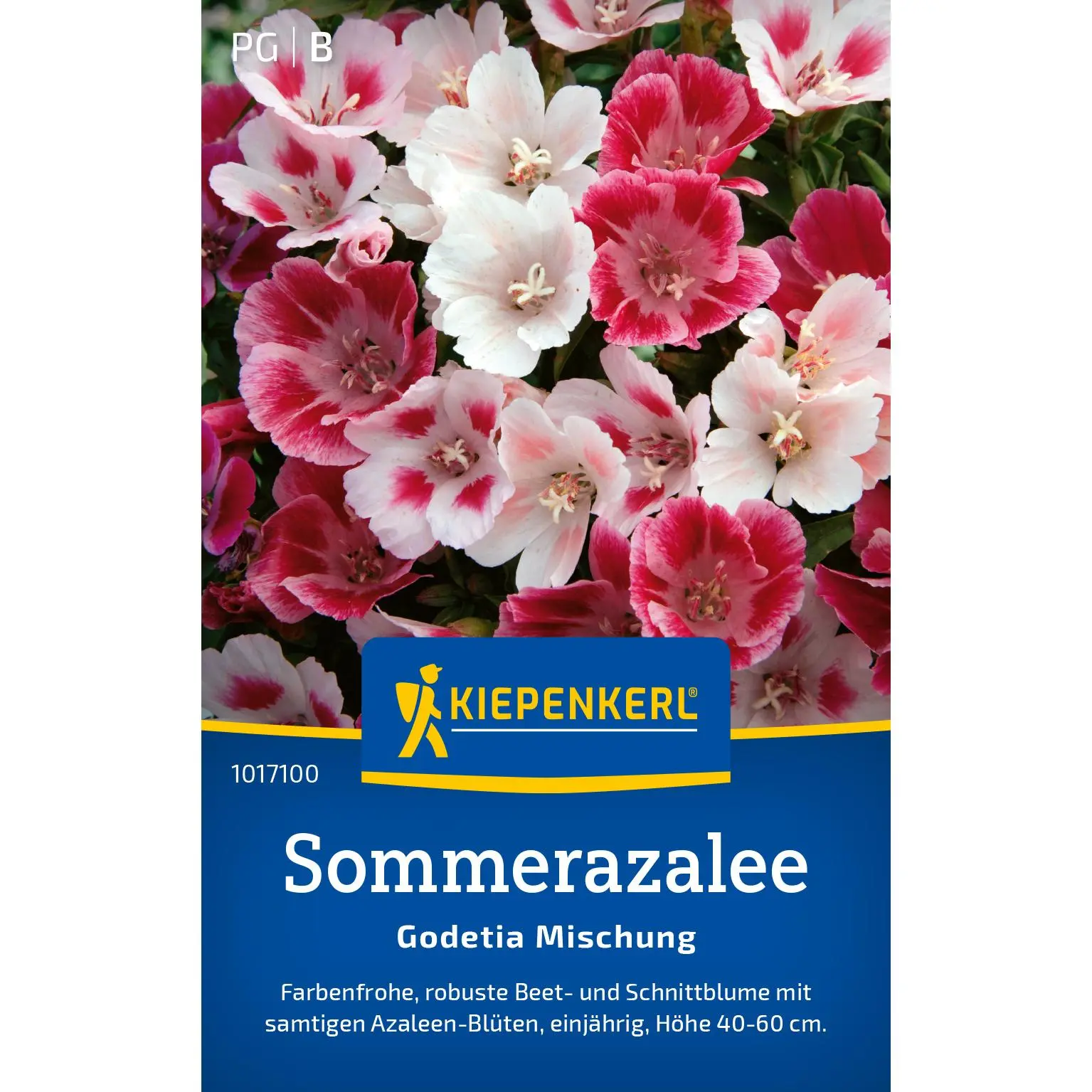 Sommerazaleesamen Godetia Mischung 1 Kiepenkerl Sommerazalee Godetia Mischung, blühende Pflanzenvielfalt, ideal für bunte Gartenakzente und Beete, robust und pflegeleicht.