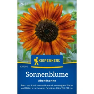 Sonnenblumensamen Abendsonnne