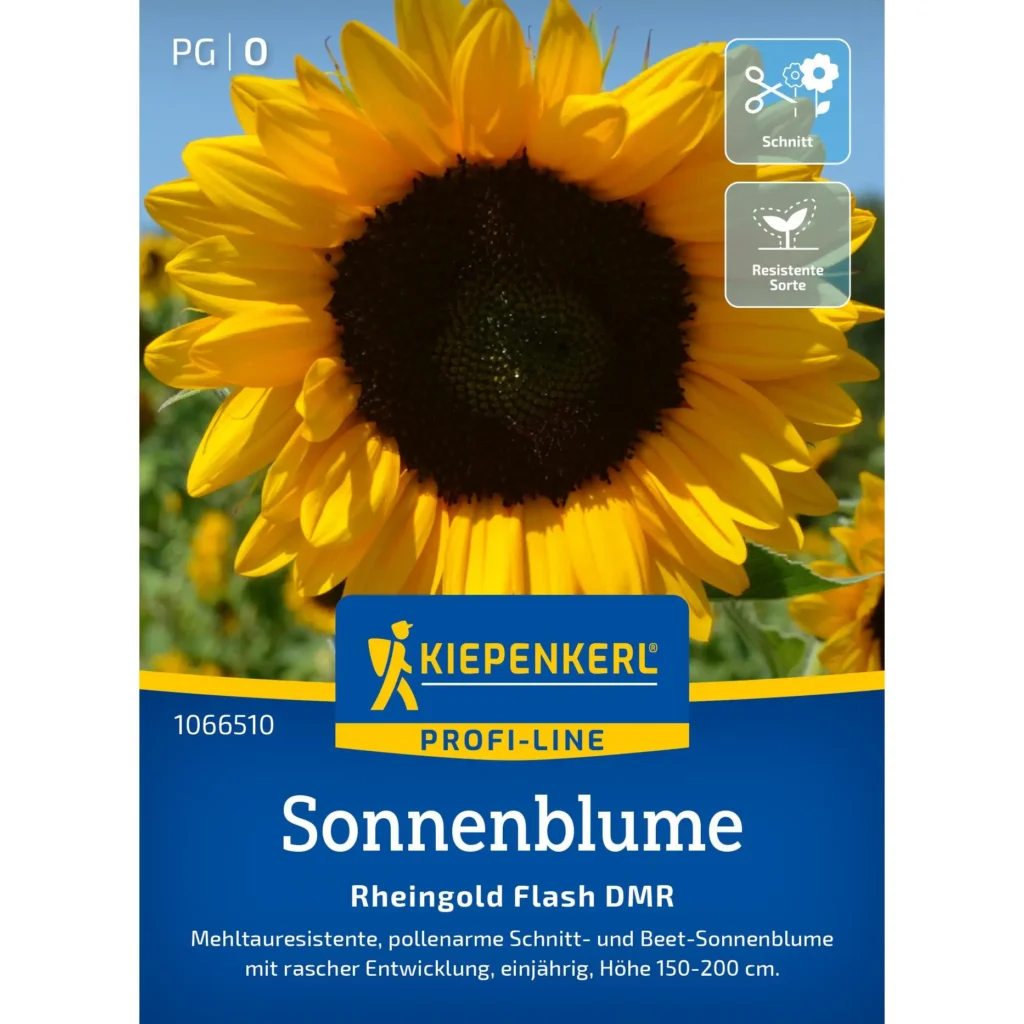 Kiepenkerl Sonnenblume Rheingold Flash DMR F1, leuchtend gelb, ideal für Ihren Garten, pflegeleicht und bienenfreundlich.