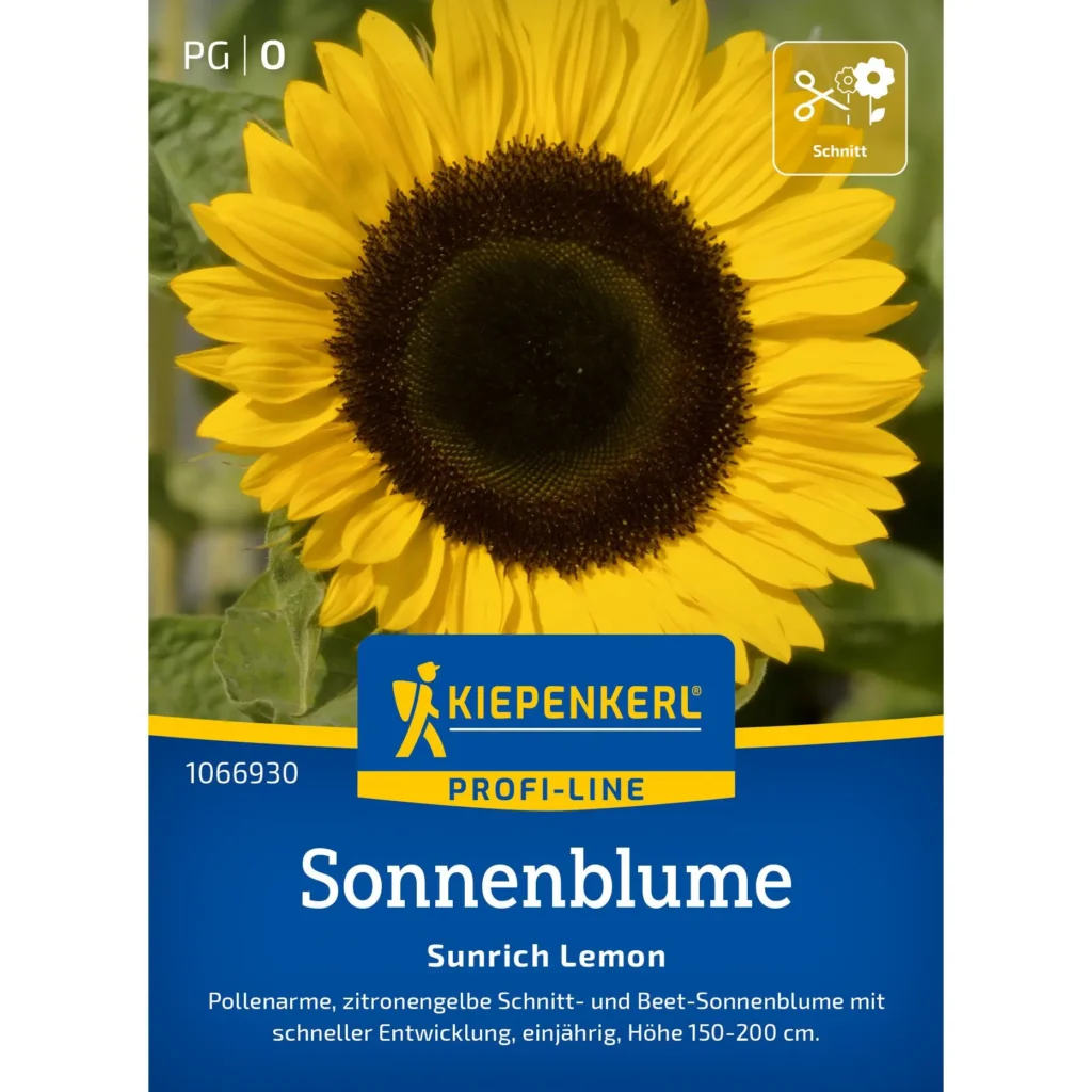 Kiepenkerl-Sonnenblume Sunrich Lemon F1, leuchtend gelbe Blüten, ideal für sonnige Gärten, schnell wachsend und pollinatorfreundlich.