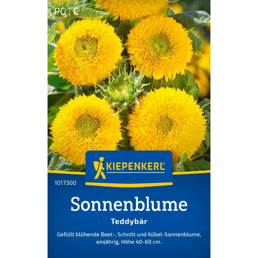Kiepenkerl Sonnenblumensamen &apos;Teddy Bär&apos;, ideal für bunte Gärten, blühend in sanftem Gelb, 1 Packung für üppige Sonnenblumen.