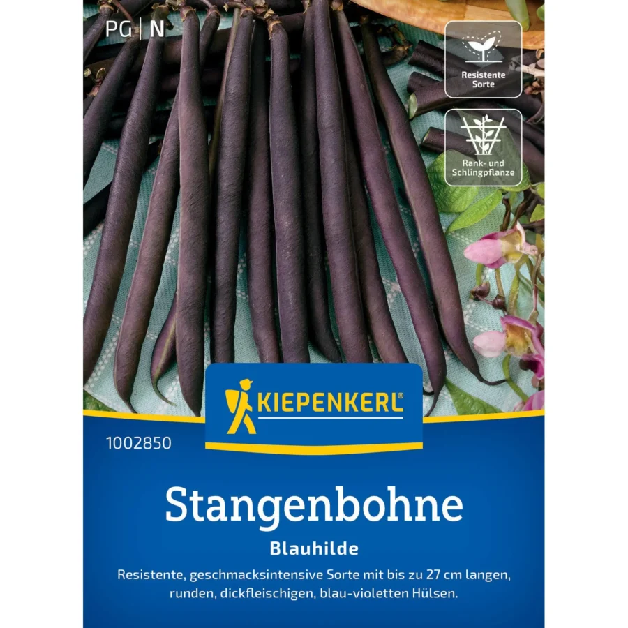 Kiepenkerl-Stangenbohne Blauhilde, grüne, längliche Bohnenpflanze, ideal für Hausgärten, hohe Erträge, pflegeleicht und robust.