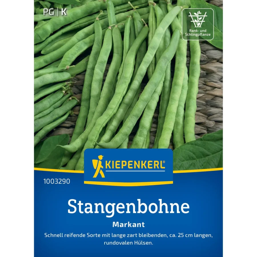 Kiepenkerl Stangenbohne Markant, reichtragend und robust, ideal für Gemüsebeete, kräftige grüne Bohnenpflanzen, 100 cm hoch.
