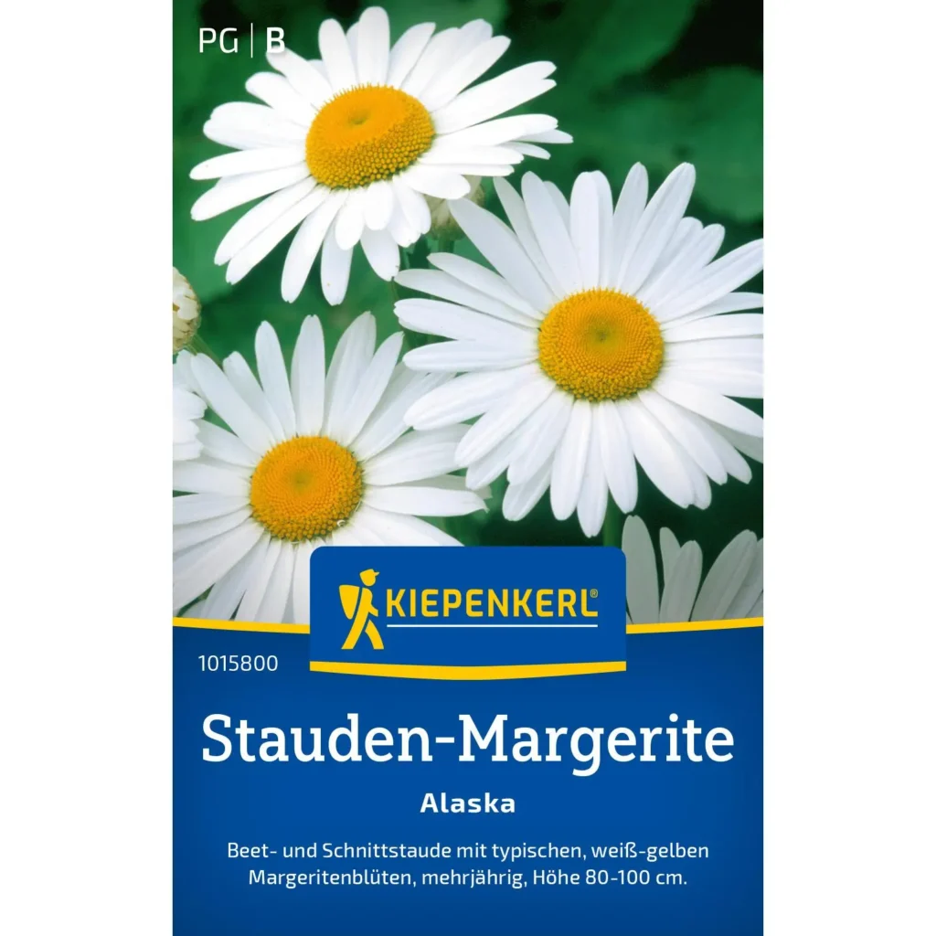 Kiepenkerl Stauden-Margerite Alaska, robust und farbenfroh, ideal für blühende Gartenbeete oder Balkonpflanzen, Pflegeleicht und frosthart.