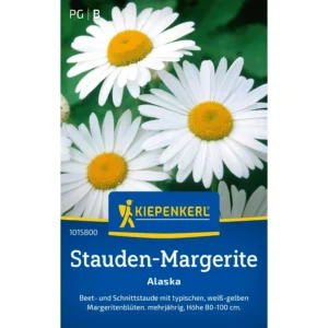 Stauden-Margeritensamen Alaska