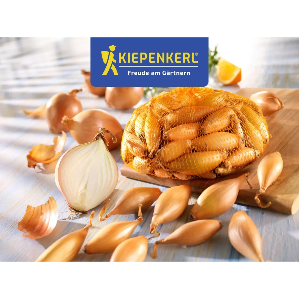 Kiepenkerl Steckzwiebeln, birnenförmig, 250 g, ideal für saftige und aromatische Zwiebelernte im eigenen Garten.