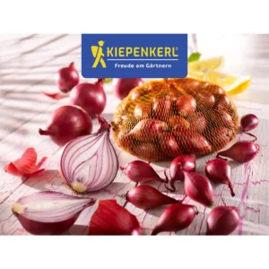 Steckzwiebeln Rote Gr.12/24 250G
