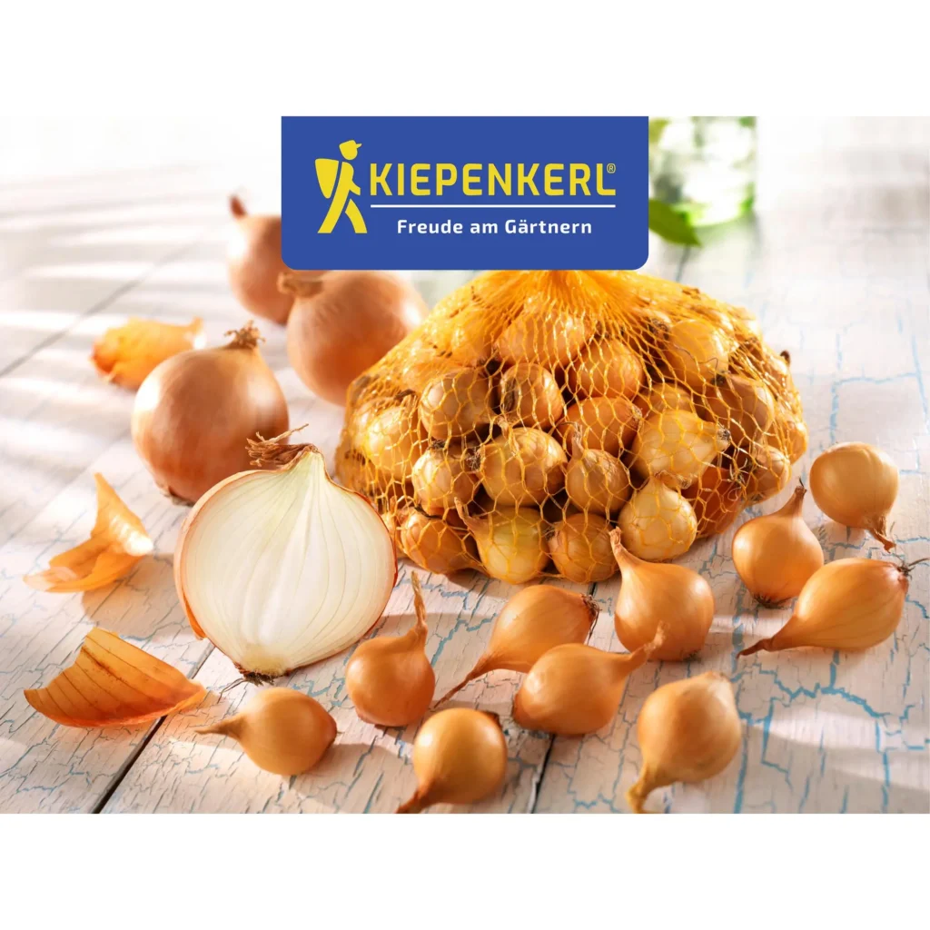 Kiepenkerl Steckzwiebeln Stuttgarter Riesen, 500 g, ideal für reichhaltige Ernten, robust und winterhart für den heimischen Garten.