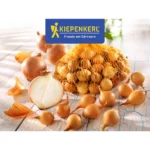 Steckzwiebeln Stuttgarter Riesen Gr.14/24 500G